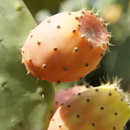 Cactus Fruit Help to Remove Excessive Toxins in Our Body and Prevent the Aging of Internal Organs