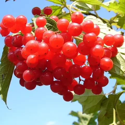 Rich In Antioxidants, Vitamins, And Minerals. Prevent Infections And Oxidative Damage.