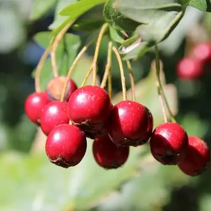 Hawthorn contains a variety of phytochemicals, it aids in boosting heart function and increases the dilation of blood vessels, which leads to more oxygen-rich blood reaching the heart.